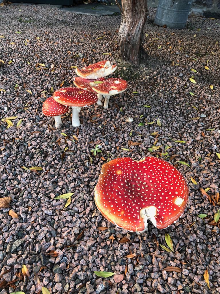 Fly Agaric Fungus, Scotland in October
